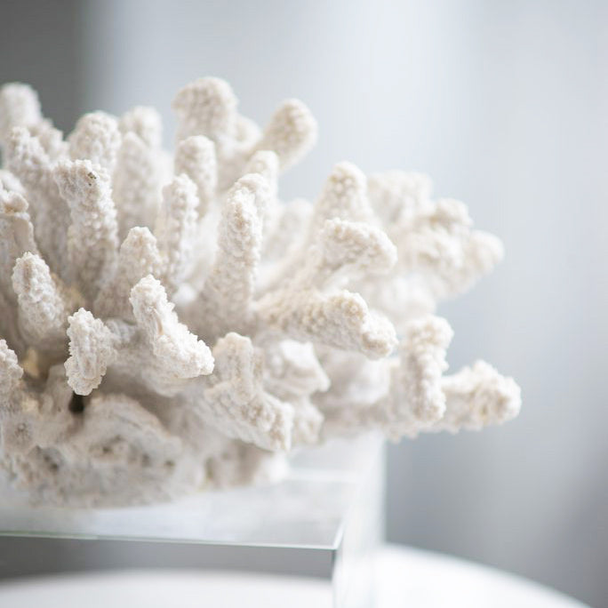 Aqua Coral Decorative Sculpture With Base Small - White