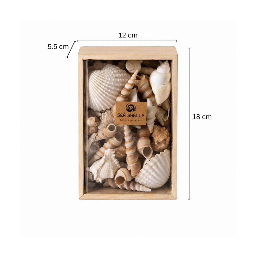 Decorative Sea Shells - Brown & White