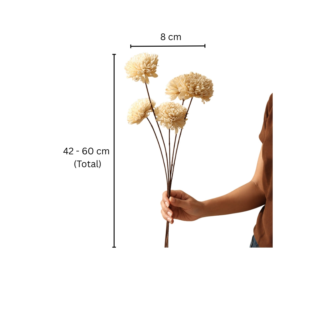 Dried Sola Chrysanthemum Bunch - Cream