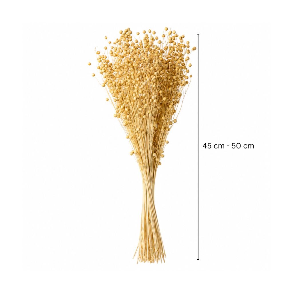 Flaxseed Grass Dried Bunch - Off White