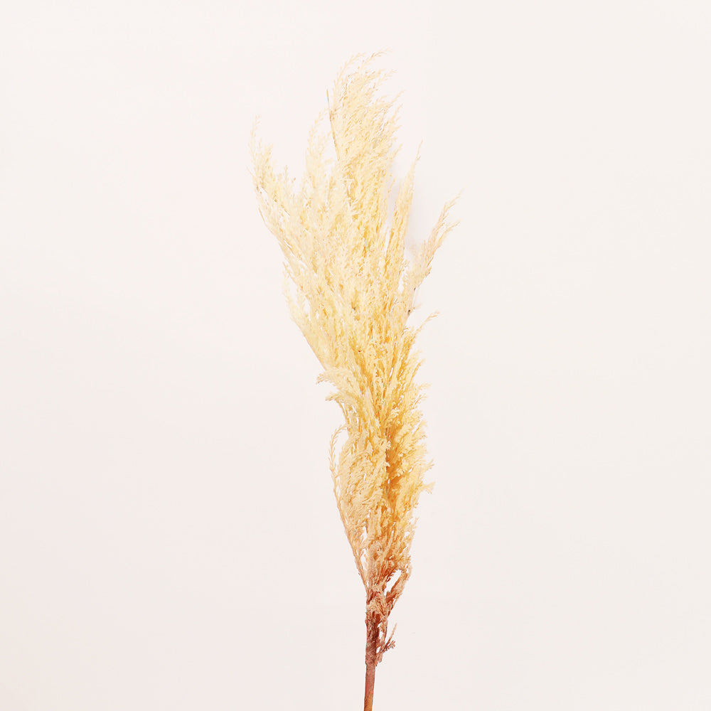 Latin Pampas Faux Stem - Cream
