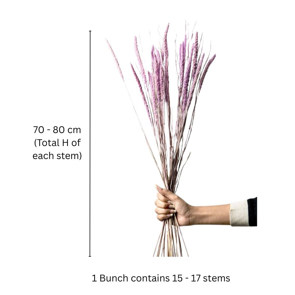 Millet Dried Bunch - Light Purple