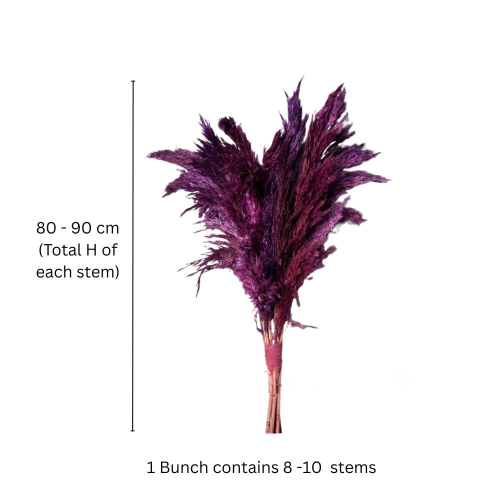 Pampas Dried Bunch - Amethyst