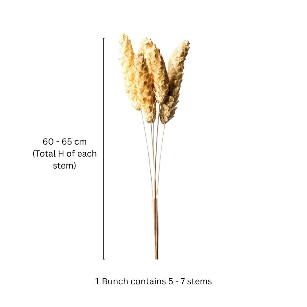Pines Dried Stems - Ivory