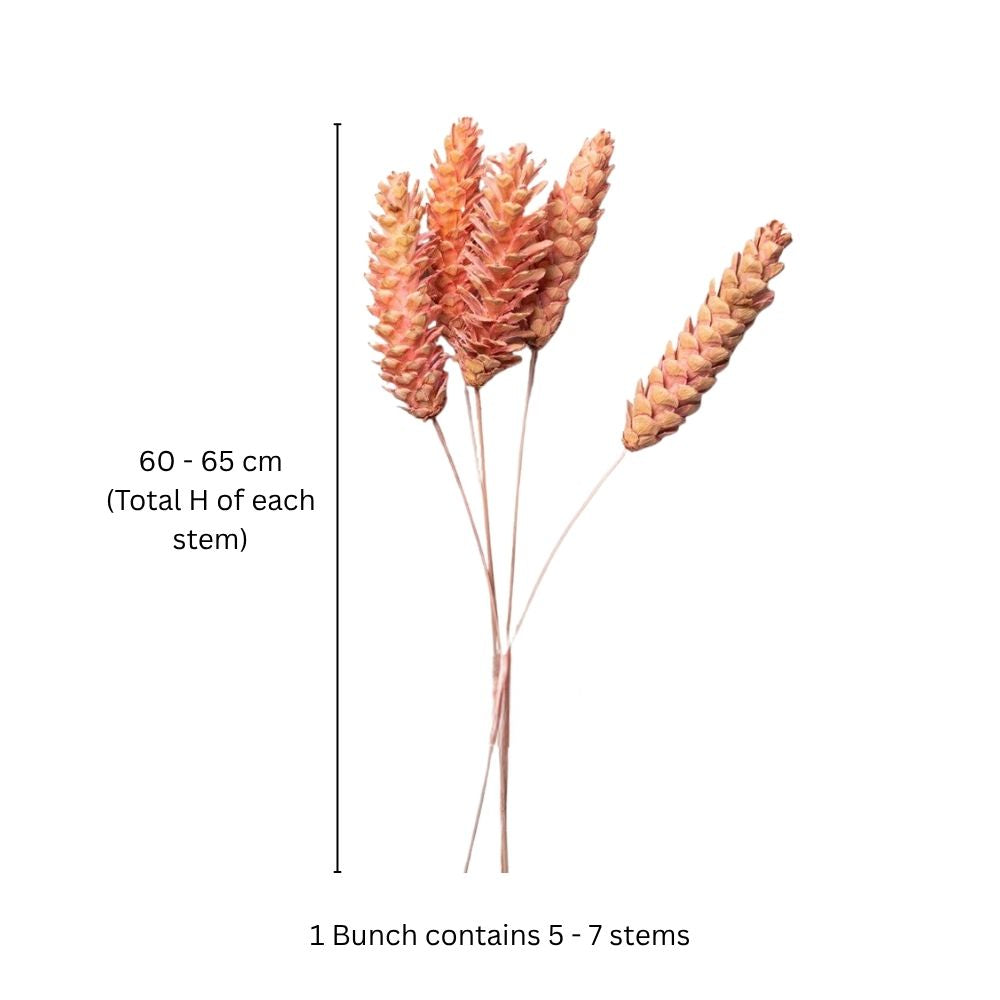 Pines Dried Stems - Pink