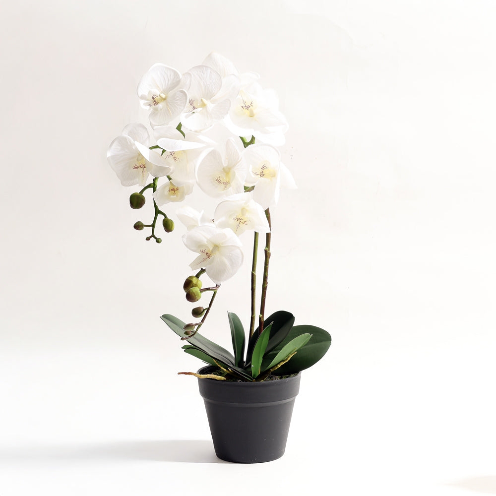 Real Touch Orchid Artificial Potted Plant Tall - White