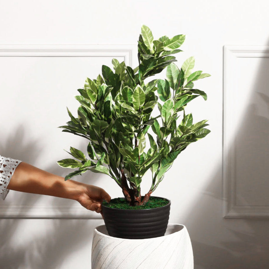 Starlight Ficus Artificial Potted Plant - Medium