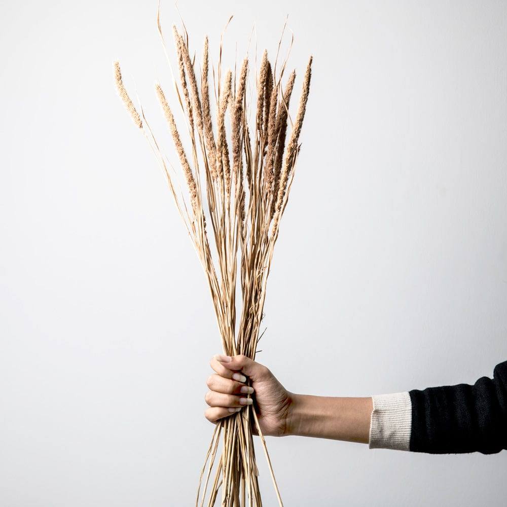 ESQ Living Millet Dried Bunch - Light Brown
