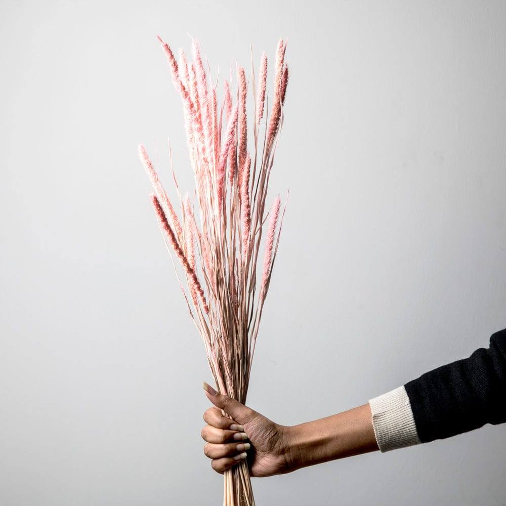 ESQ Living Millet Dried Bunch - Light Pink