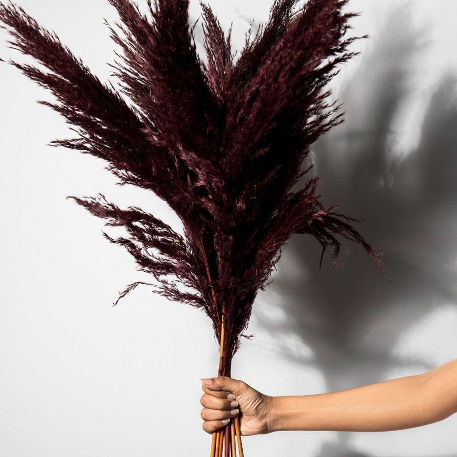 ESQ Living Pampas Dried Bunch - Dark Burgundy