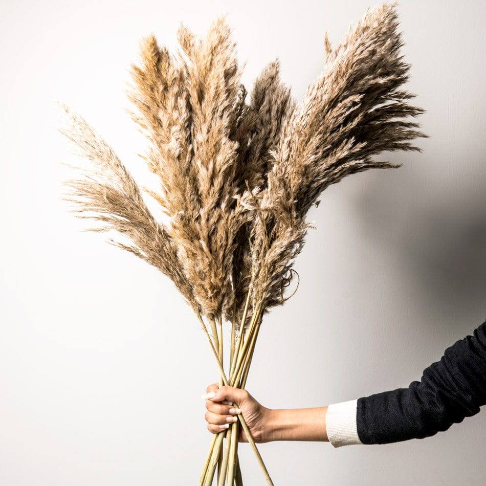 ESQ Living Pampas Dried Bunch - Natural