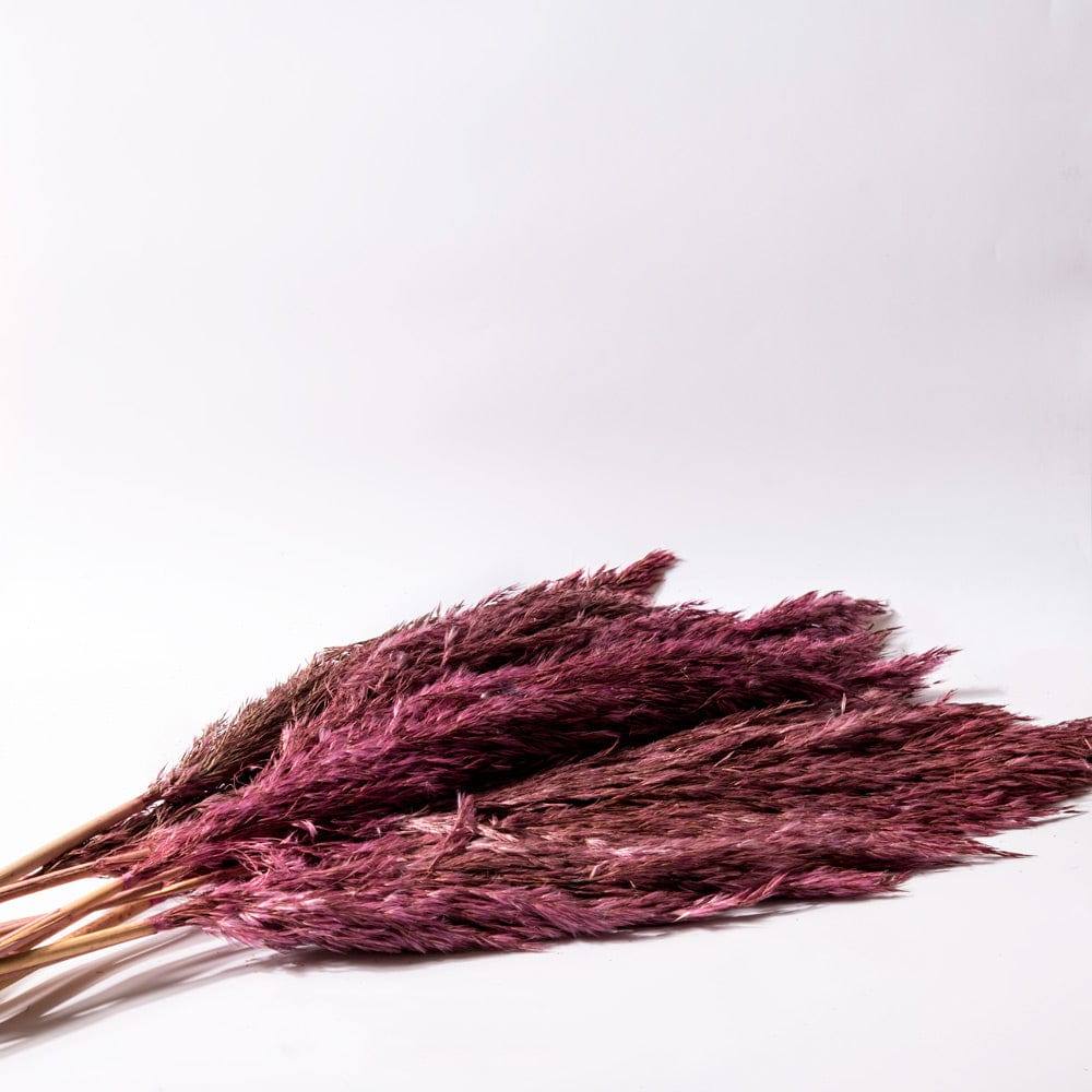 ESQ Living Pampas Dried Bunch - Rouge