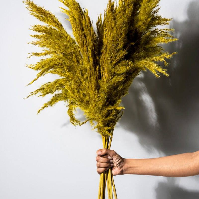 ESQ Living Pampas Dried Bunch - Yellow