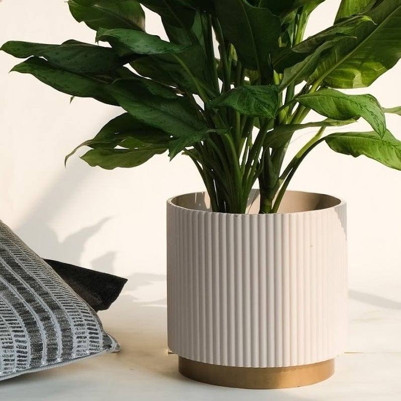 Ripples Home Midori Planter with Base Medium - Beige