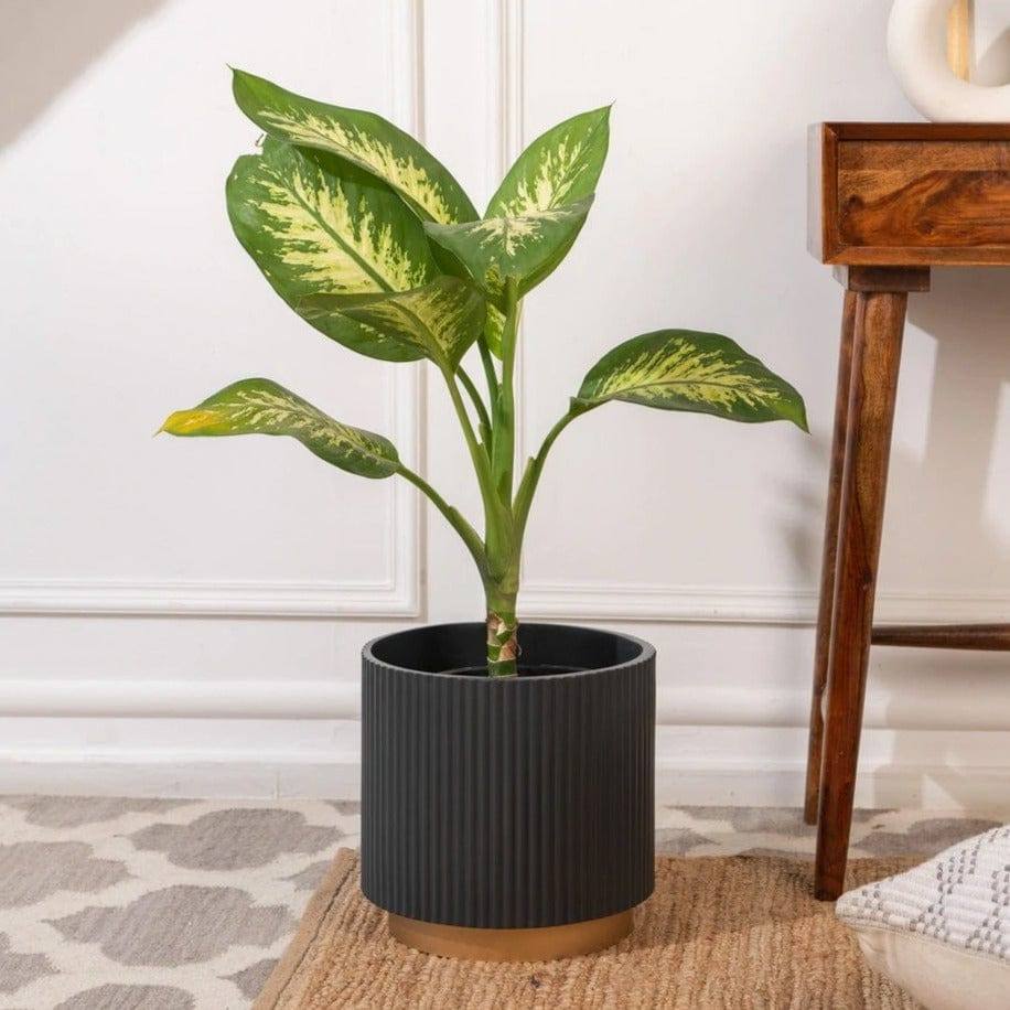 Ripples Home Midori Planter with Base Medium - Black