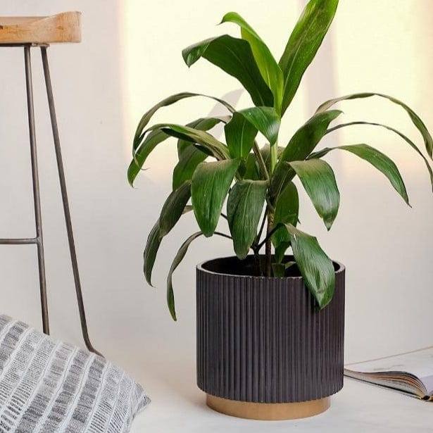 Ripples Home Midori Planter with Base Medium - Black