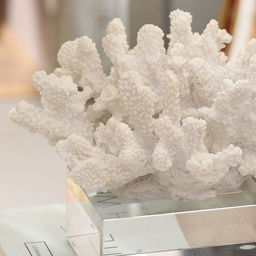Aqua Coral Decorative Sculpture With Base Small - White