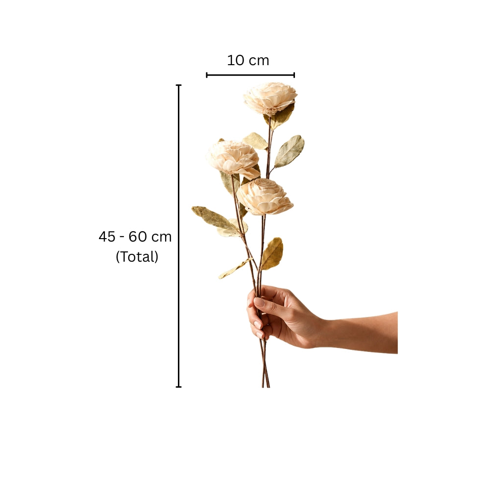 Dried Sola Rose Bunch - Cream