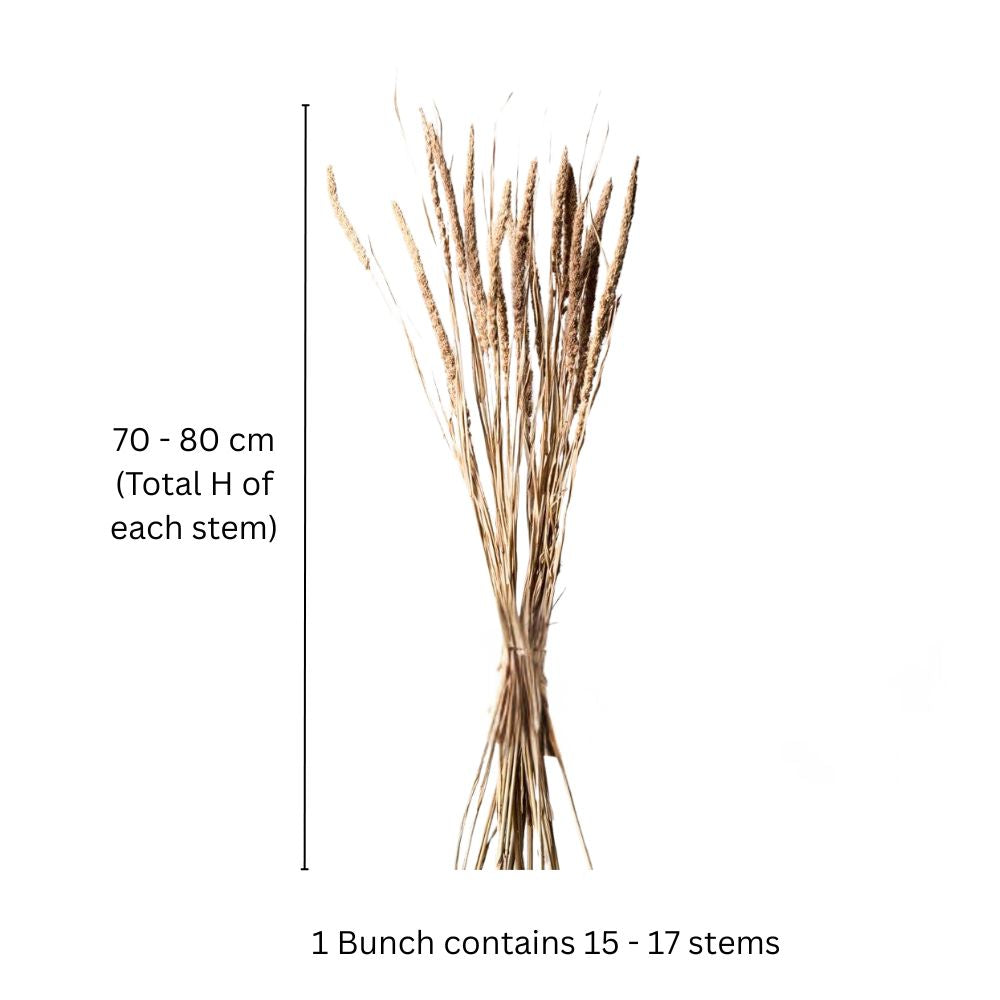 Millet Dried Bunch - Light Brown