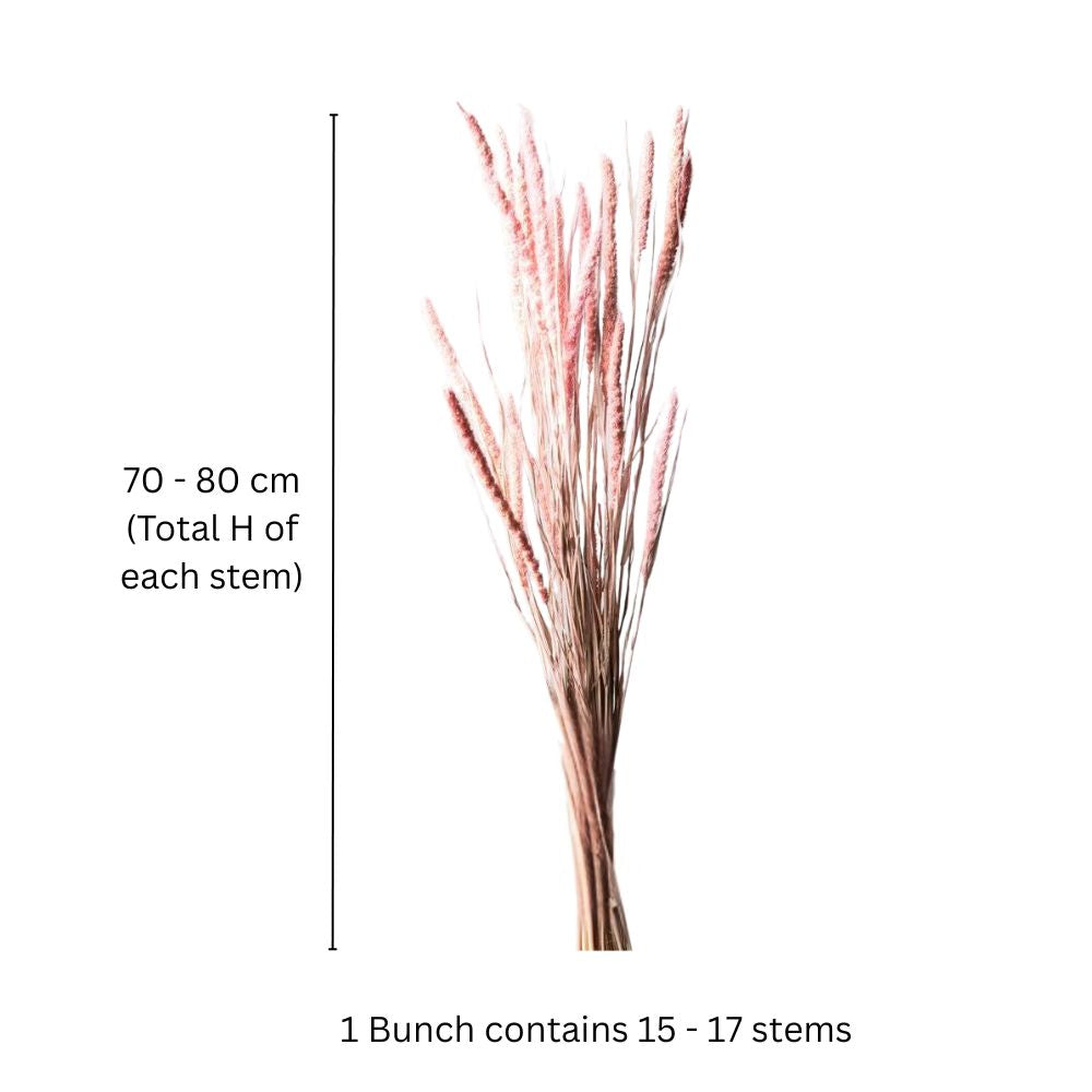Millet Dried Bunch - Light Pink