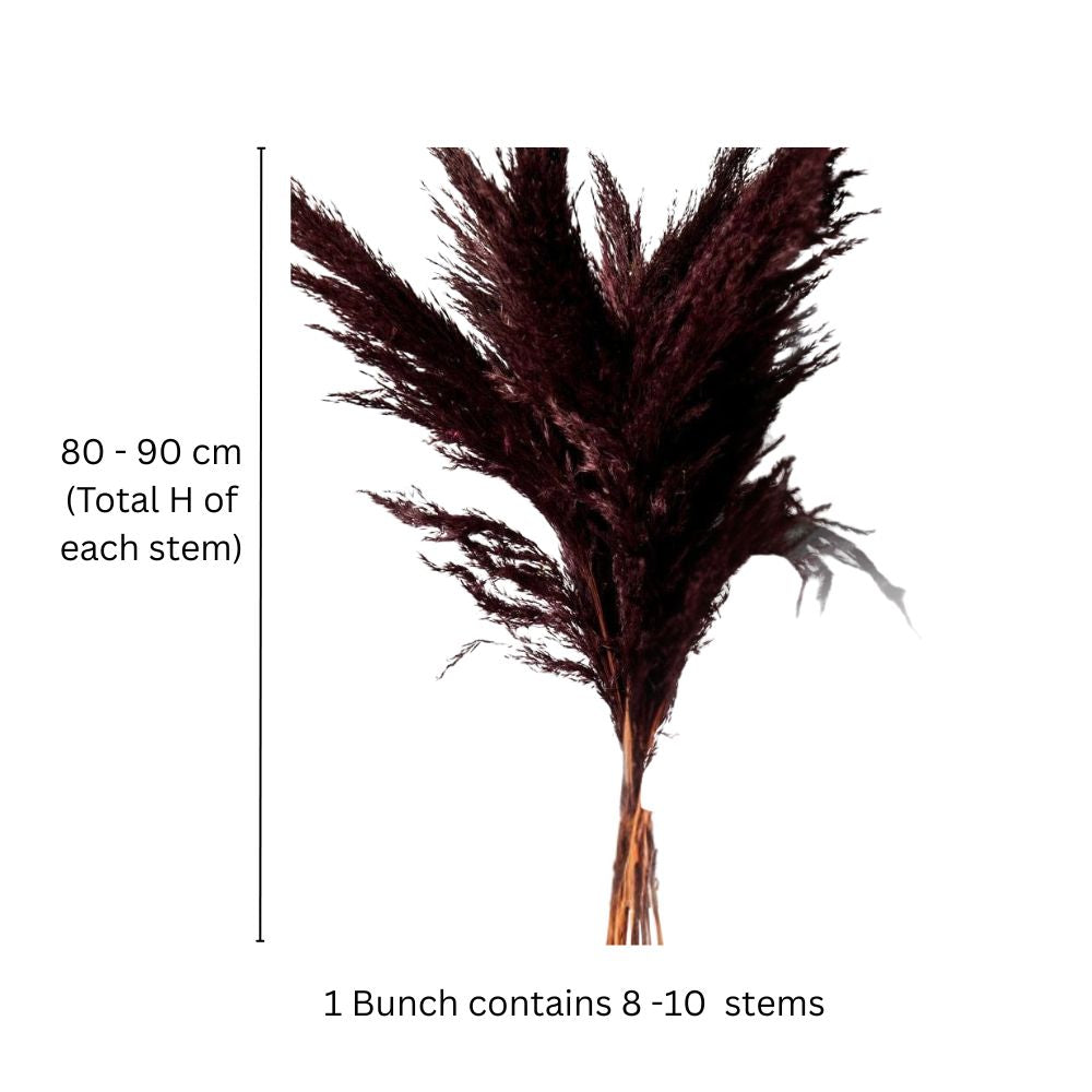 Pampas Dried Bunch - Dark Burgundy