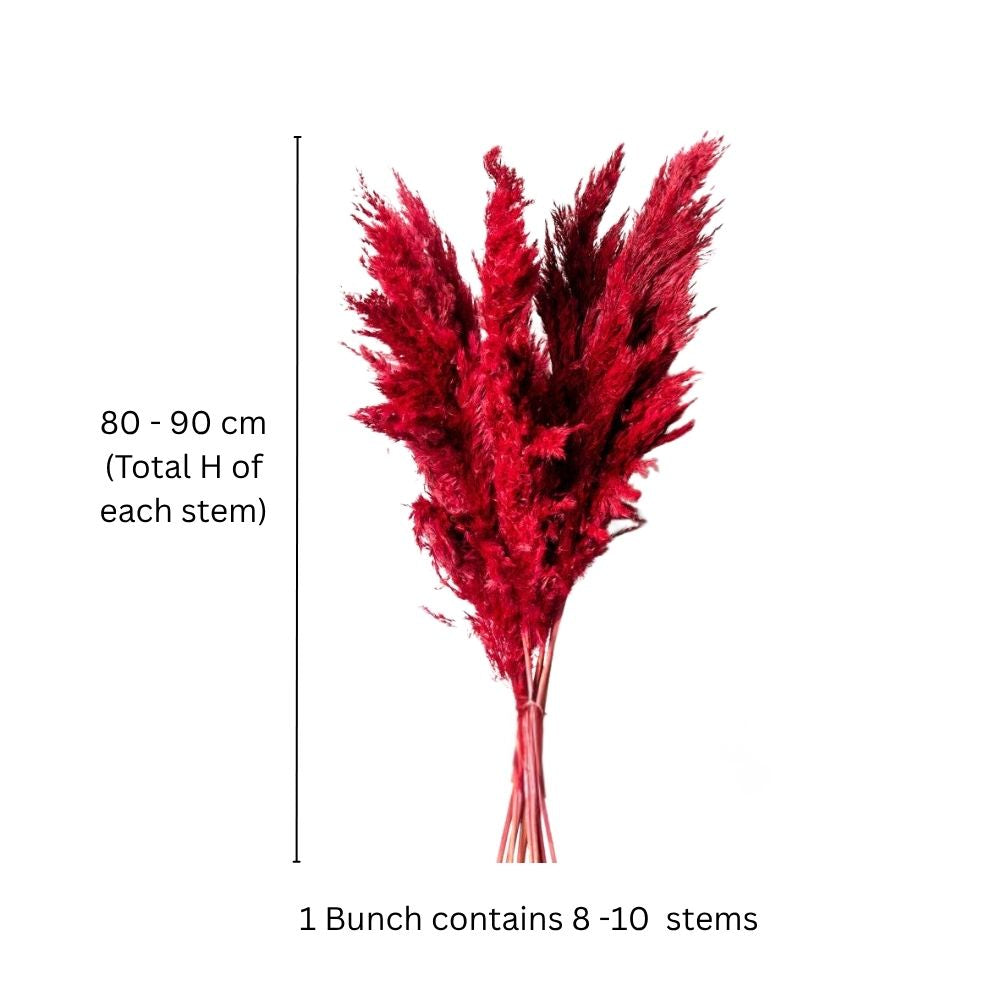 Pampas Dried Bunch - Dark Red
