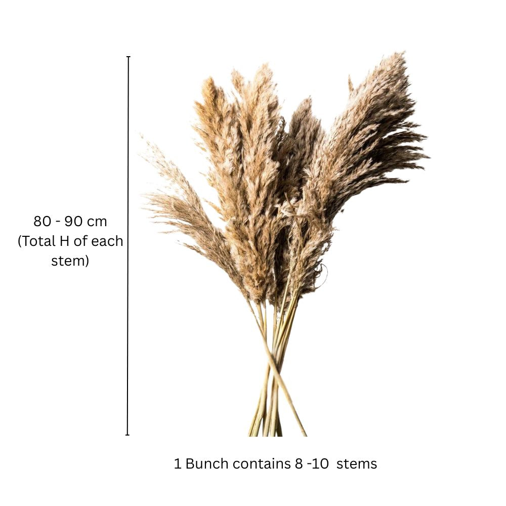 Pampas Dried Bunch - Natural