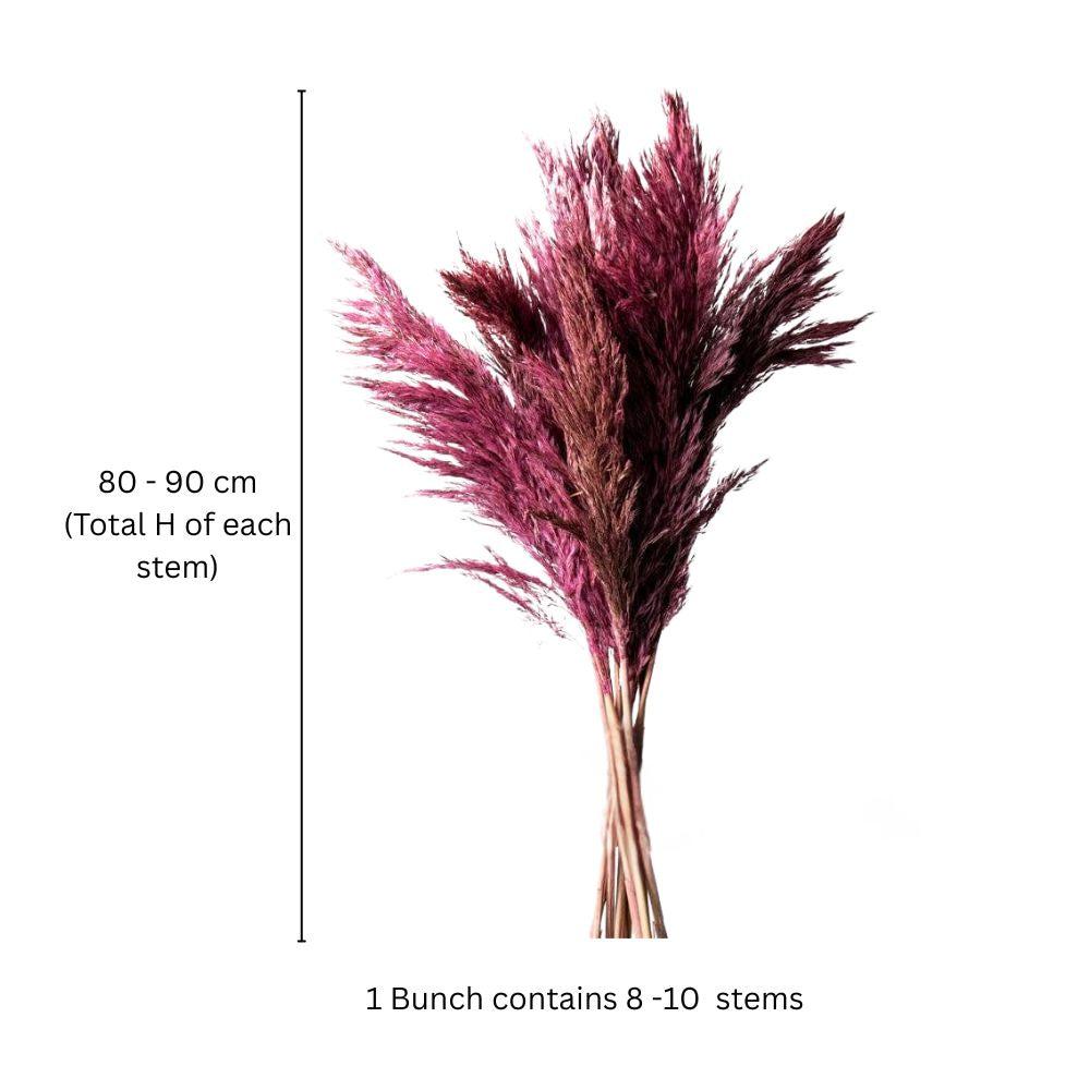Pampas Dried Bunch - Rouge