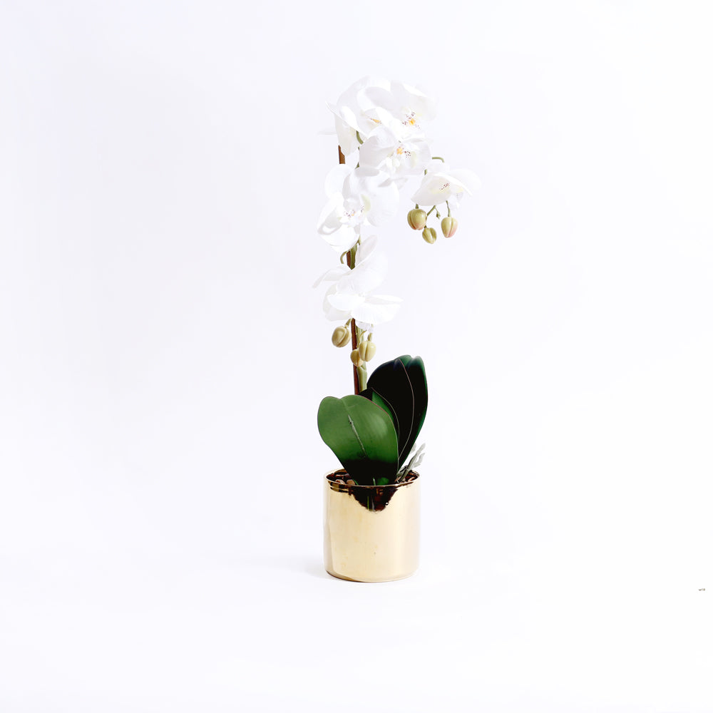 Phalaenopsis Orchid Artificial Potted Plant Medium - White