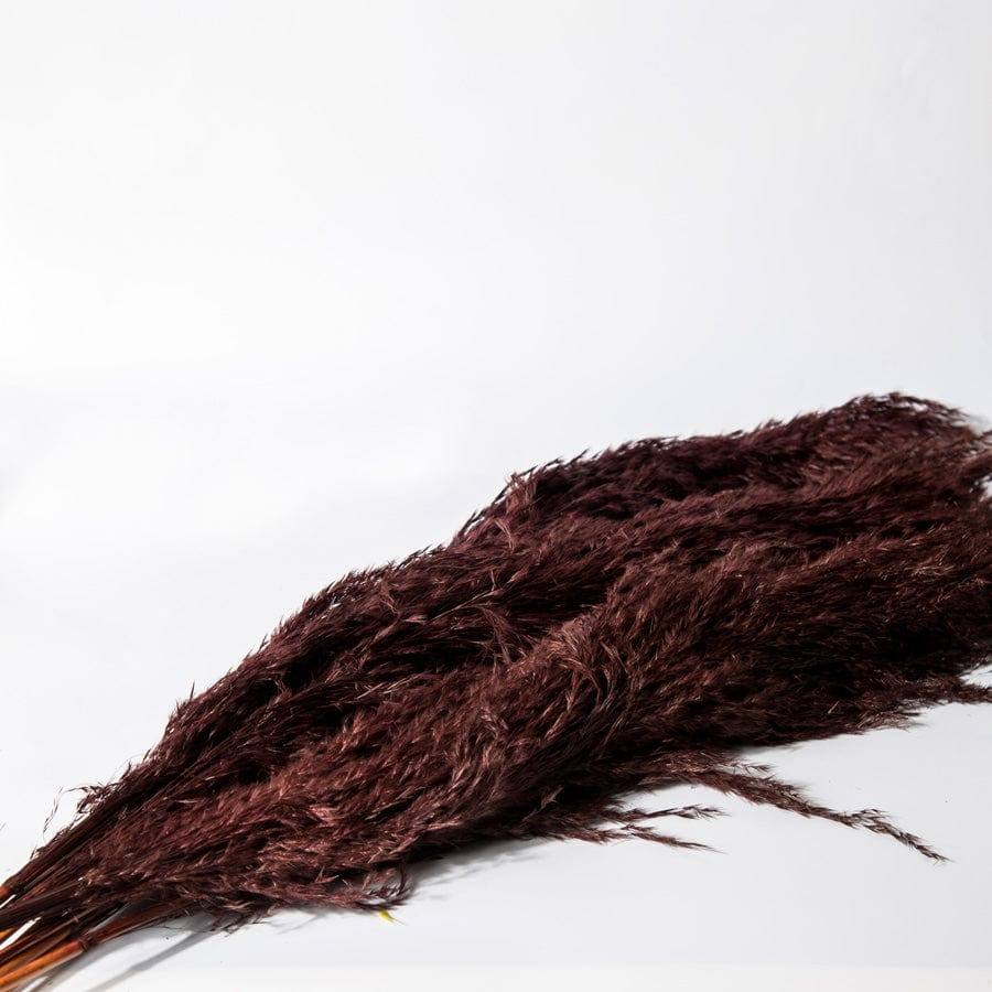 ESQ Living Pampas Dried Bunch - Dark Burgundy