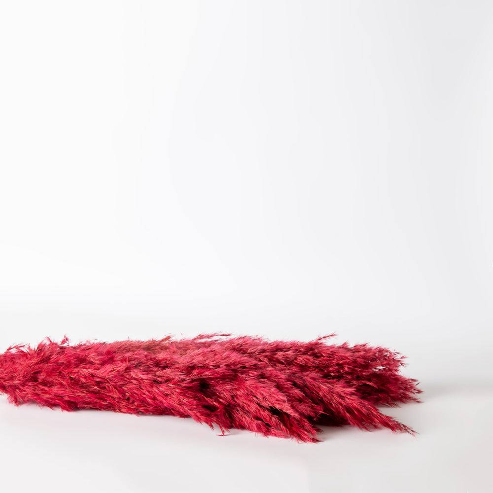 ESQ Living Pampas Dried Bunch - Dark Red