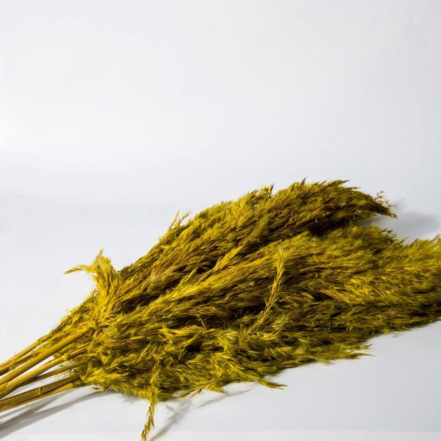 ESQ Living Pampas Dried Bunch - Yellow